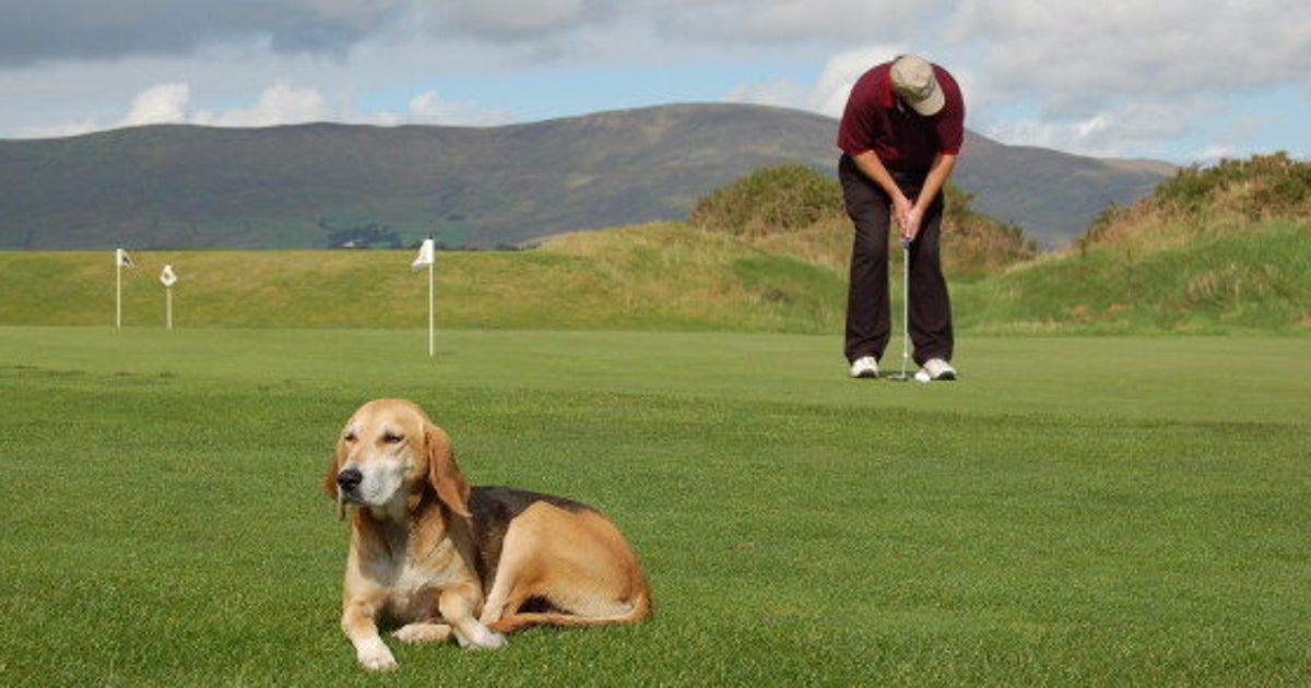 Alberta Golf Course Goes To The Dogs This Season.. Literally HuffPost