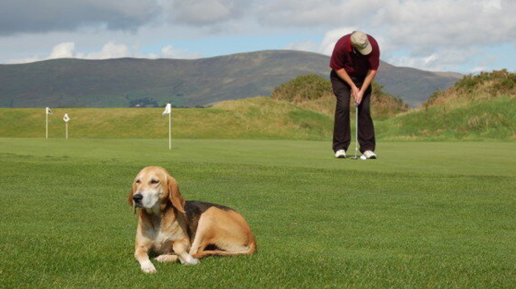 are dogs allowed on golf courses