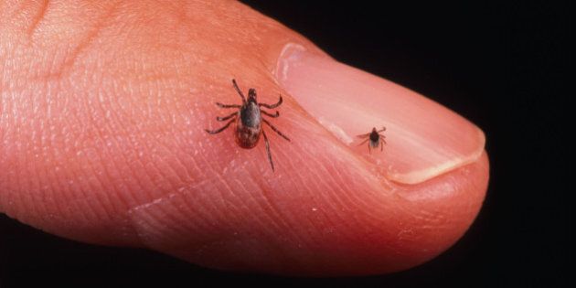 390650 03: A Close Up Of An Adult Female And Nymph Tick Is Shown June 15, 2001 On A Fingertip. Ticks Cause An Acute Inflammatory Disease Characterized By Skin Changes, Joint Inflammation, And Flu-Like Symptoms Called Lyme Disease. (Photo By Getty Images)