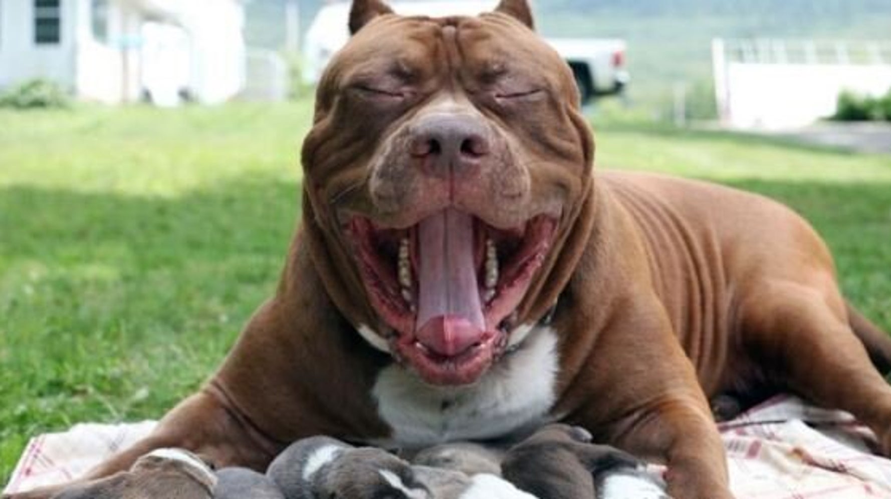 Hulk The Dog Is Now The Father Of A Litter Worth $500,000 ...