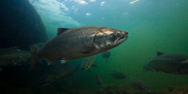 A salmon heads upstream in the Klamath river.