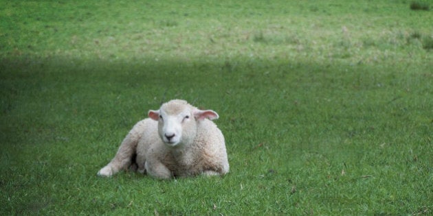 Sheep in Cornwall Park, Auckland