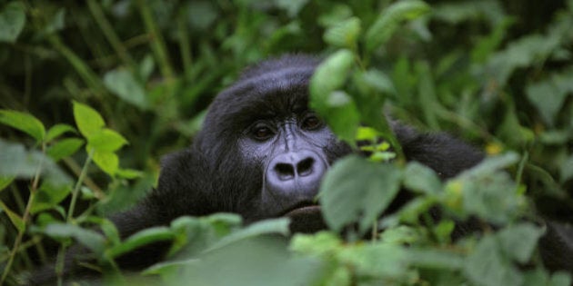 TO GO WITH AFP STORY BY DENIS BARNETT A gorilla looks on while relaxing in a clearing on the slopes of Mount Mikeno in the Virunga National Park on November 28, 2008. The park is home to 200 of the world's last 700 mountain gorillas. Park director Emmanuel de Merode later described the discovery of five new-borns at the outset of a month-long census as 'quite phenomenal', given that the endangered gorillas' habitat has long been a war zone. AFP PHOTO/ ROBERTO SCHMIDT (Photo credit should read ROBERTO SCHMIDT/AFP/Getty Images)