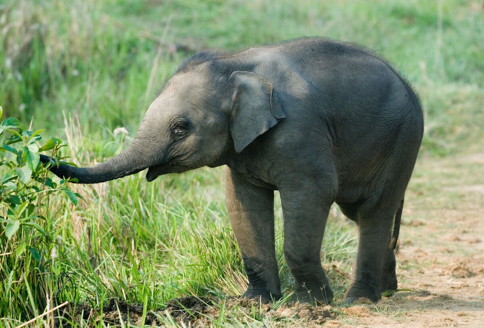 Question: How do you get an elephant in a fridge?