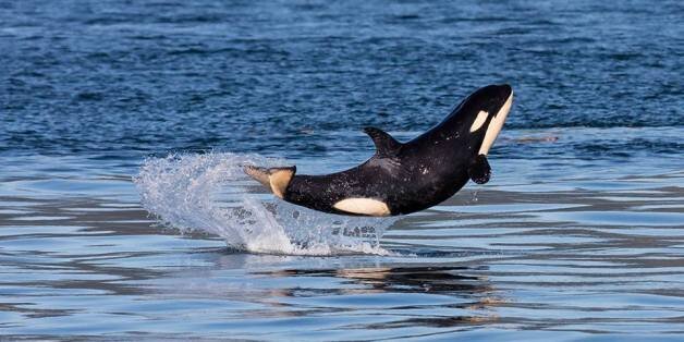 B.C. Orca Baby Shows Off Near Vancouver Island | HuffPost Canada