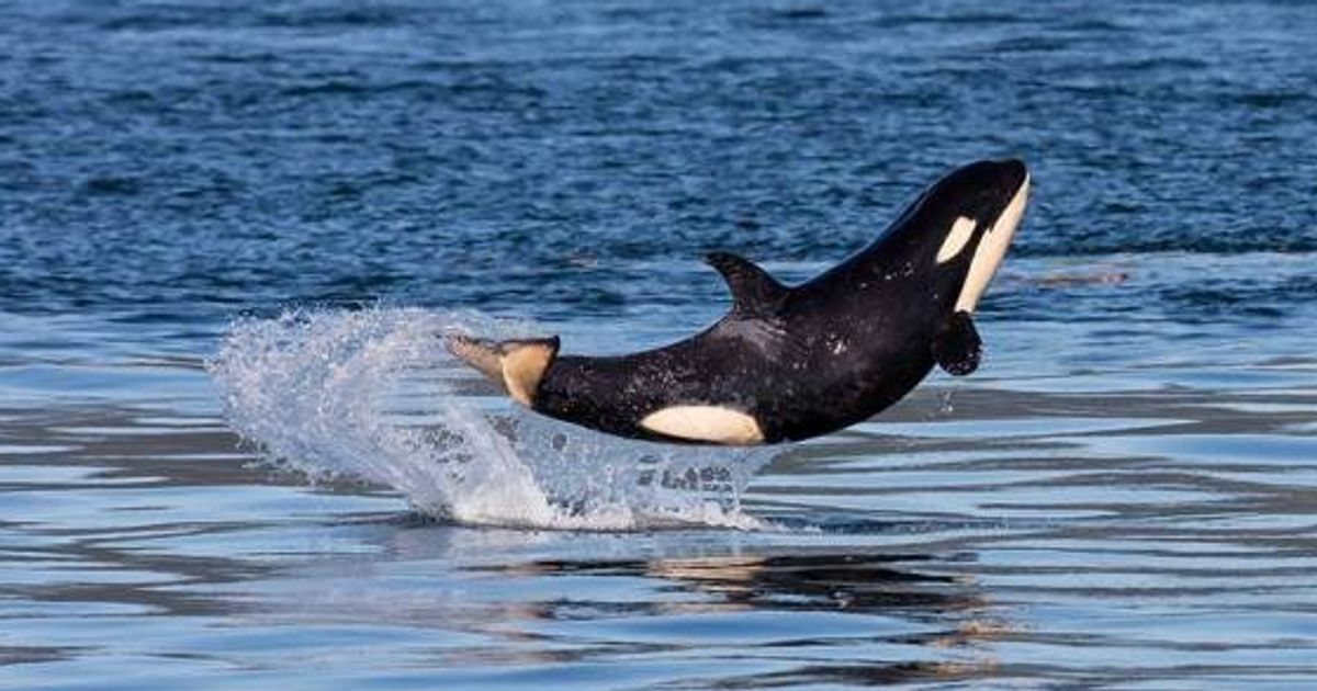 Bc Orca Baby Shows Off Near Vancouver Island Huffpost Canada - 