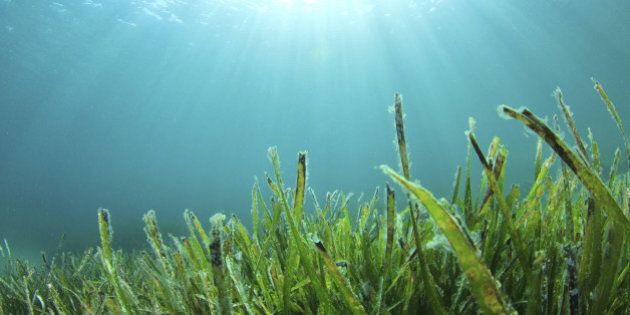Underwater Seaweed in ocean