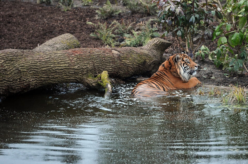 BRITAIN-ZOO-TIGERS