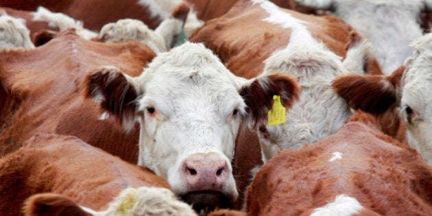 Cows in a corral