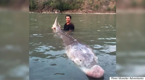 Pig Nose' Sturgeon Is Helluva Catch For B.C. Fishermen | HuffPost British  Columbia