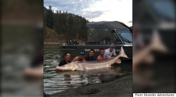 Pig Nose' Sturgeon Is Helluva Catch For B.C. Fishermen