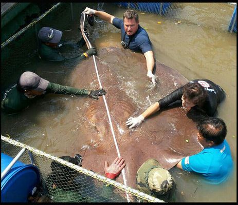 Legendary 'Pig Nose' sturgeon caught near Lillooet - Pique