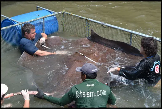 Legendary 'Pig Nose' sturgeon caught near Lillooet - Pique
