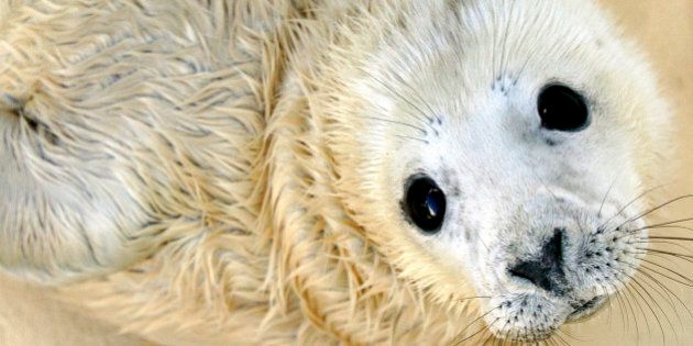 Nahia, a five-day-old grey baby seal, is seen at the Biarritz Sea Museum, southwestern France, Wednesday, Dec. 21, 2005, where it was born Friday Dec. 16. Nahia is 80 centimeters (31-1/2 inches) long and weighs 15 kilograms (33-lbs) and is the first grey seal born in captivity in France, the museum's director Francoise Pautrizel said. The gender of the baby seal was still unknown Wednesday. (AP Photo/Bob Edme)