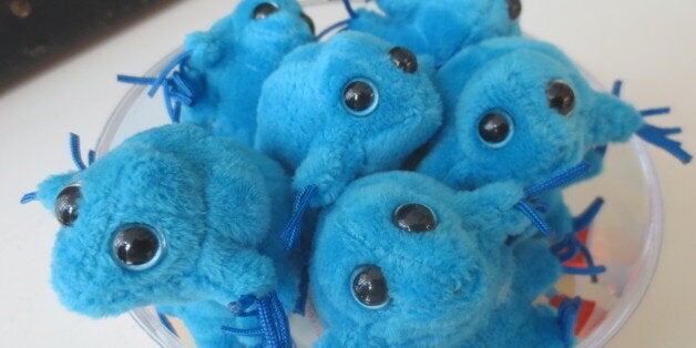 tiny creatures the world of microbes tiny creatures the world of microbes