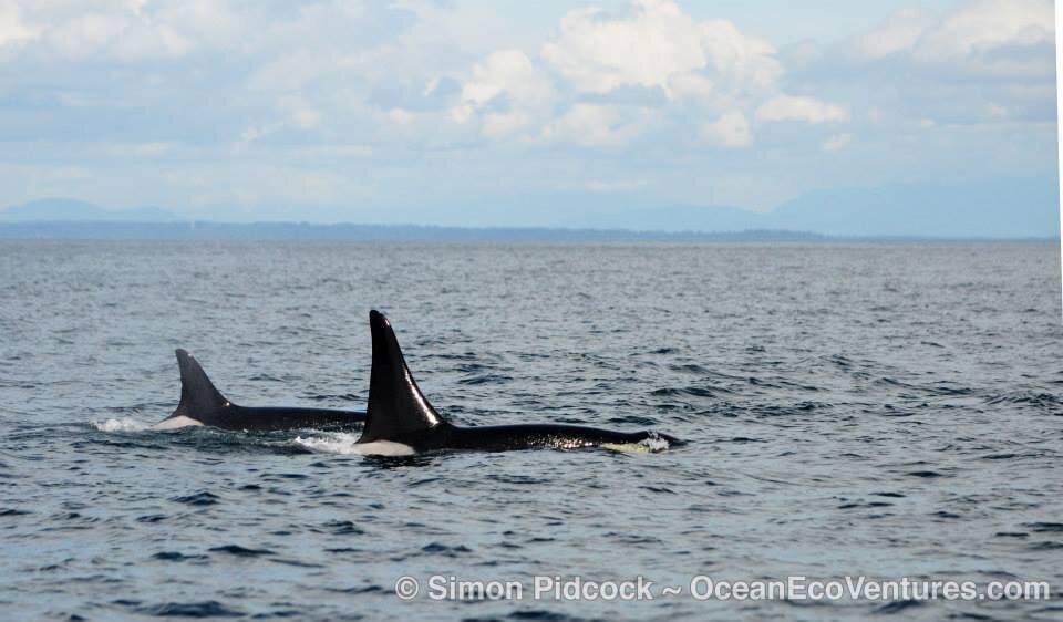 Orca 'Granny' In B.C. May 2014