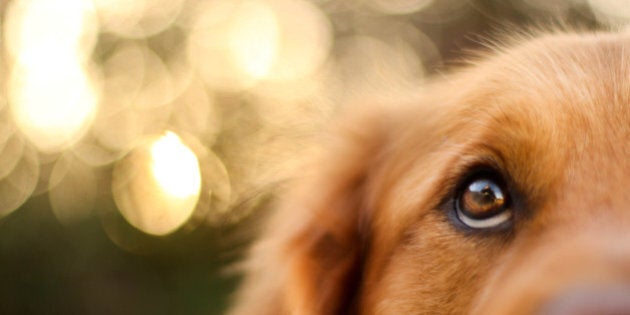 Golden Retriever eyes of devotion.