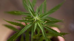 What Health Canada's New Cannabis Regulations Mean For