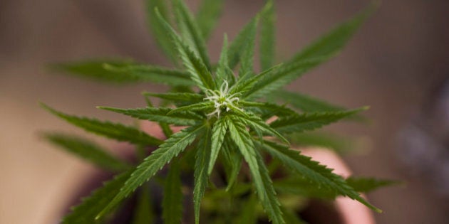 Detail of a marijuana plant