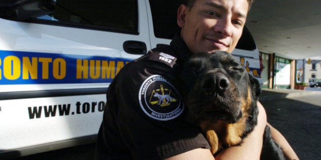 HUMANE - 08/11/07 - TORONTO - Toronto Humane Society investigations officer Tre Smith and Cryus, a Rottweiler he rescued and in the process handcuffed the dog's owner while he treated the dog. The owner was attacked by a crowd and the incident is under investigation. CREDIT: JIM RANKIN/TORONTO STAR (Photo by Jim Rankin/Toronto Star via Getty Images)