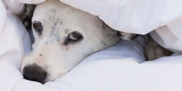 USA, Illinois, Metamora, dalmatian dog resting under duvet