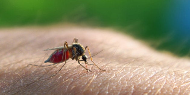 Mosquito (Theobaldia annulata) sucking blood.