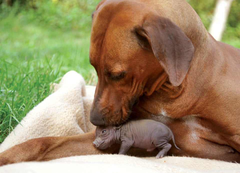 Piglet and Rhodesian Ridgeback