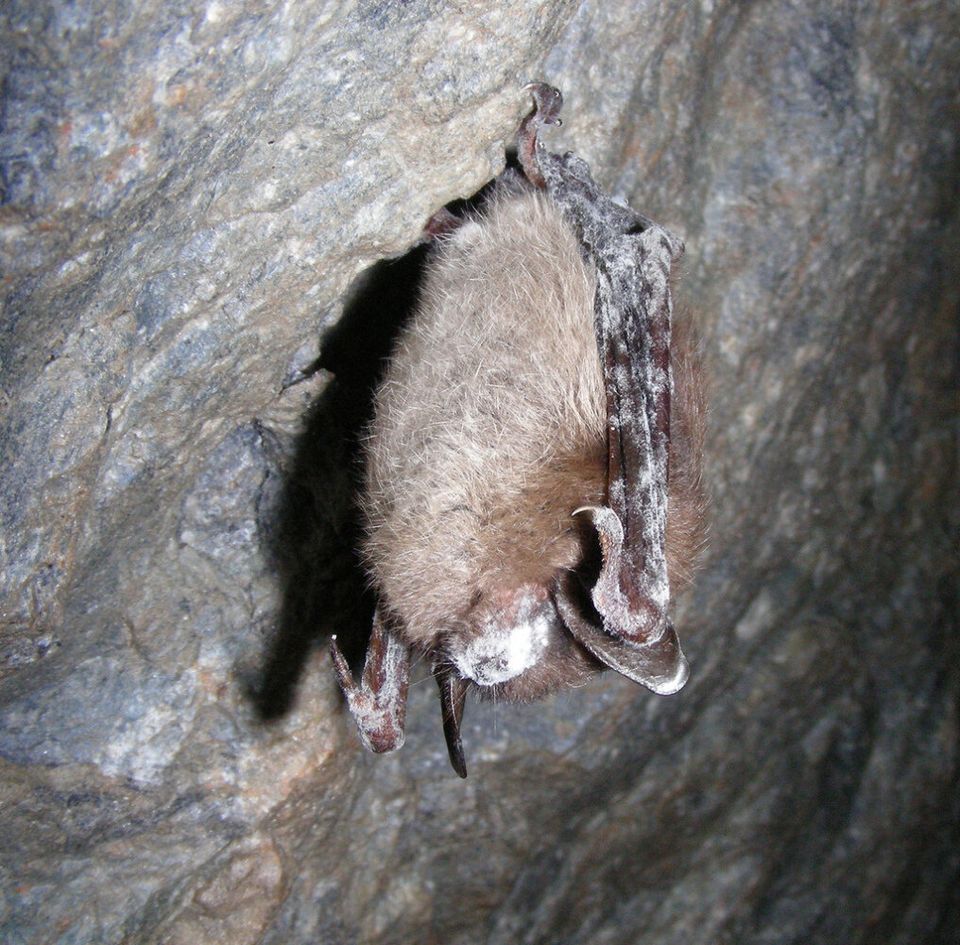 Little Brown Bat With White-Nose Syndrome