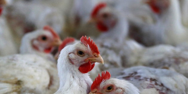 Chicken are pictured at a poultry factory in Lapa city, Parana state, Brazil, May 31, 2016. REUTERS/Rodolfo Buhrer