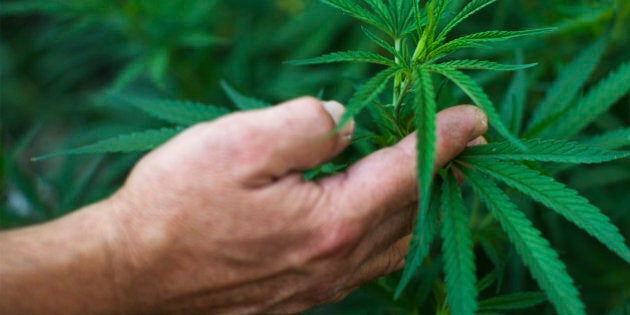 CLEAR LAKE, CA - AUGUST 7, 2014: Marijuana plants grow on a residential property in a vegetable garden in Lake County on August 7, 2014 in Clear Lake, California. Lake County just passed strict growing laws recently. But, activists are putting a new initiative on the ballot to allow marijuana farming. (Photo by Gina Ferazzi/Los Angeles Times via Getty Images)