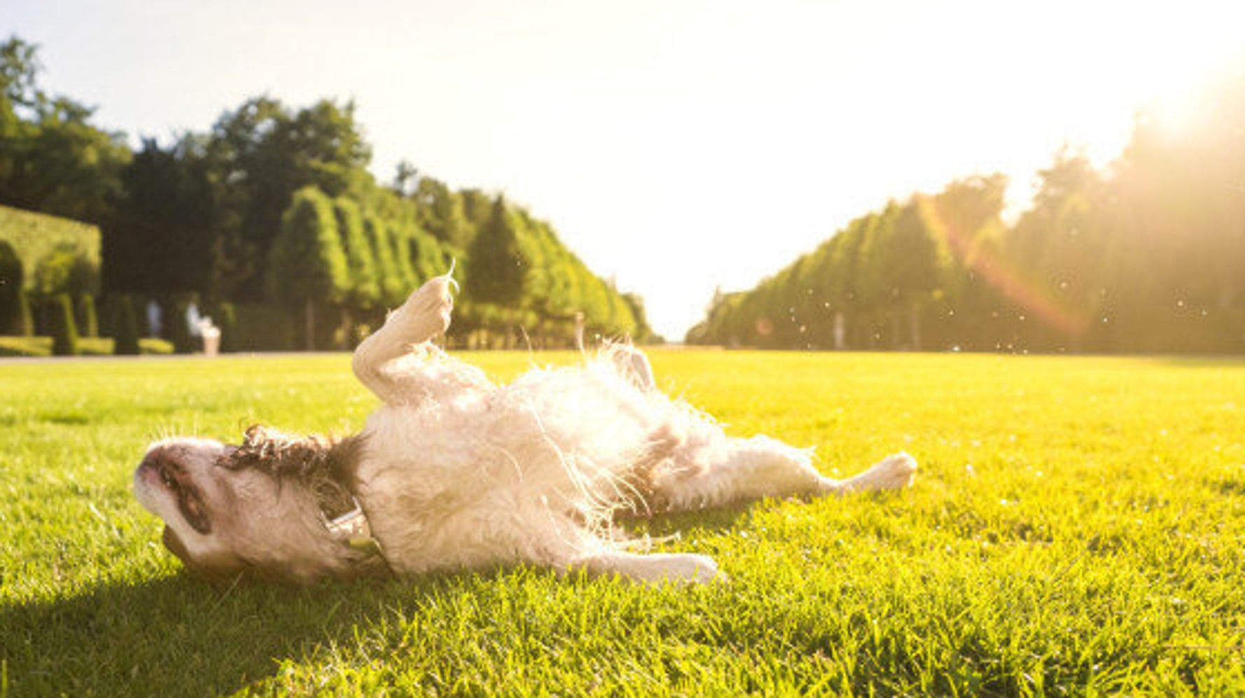 24 Animals Enjoying Spring Weather.. Just Like Us | HuffPost Canada Life