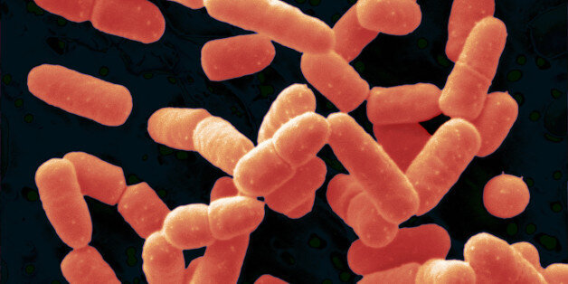 Introducing A New Probiotic: Bacillus Coagulans - HuffPost Life