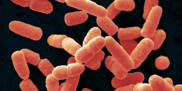 Lactobacillus Salivarius Bacteria