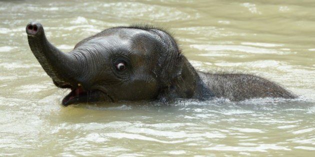 Baby elephant has a swim at Melbourne Zoo in the hot summer heat on March 31, 2015 in Melbourne, Australia.