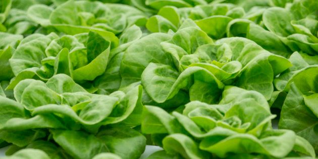 Close up of lettuce