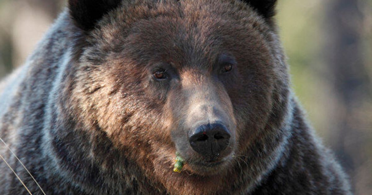 Grizzly Bear 122 Spotted In Banff National Park | HuffPost Alberta