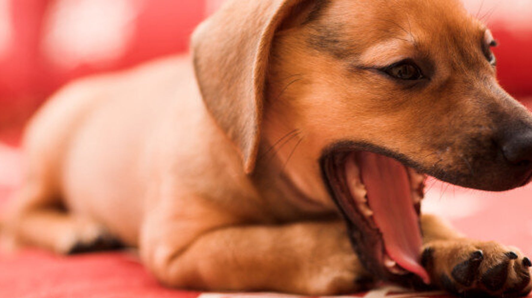 what does it mean if your dog yawns a lot