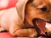 What It Means When Your Dog Keeps Yawning Huffpost Canada Life