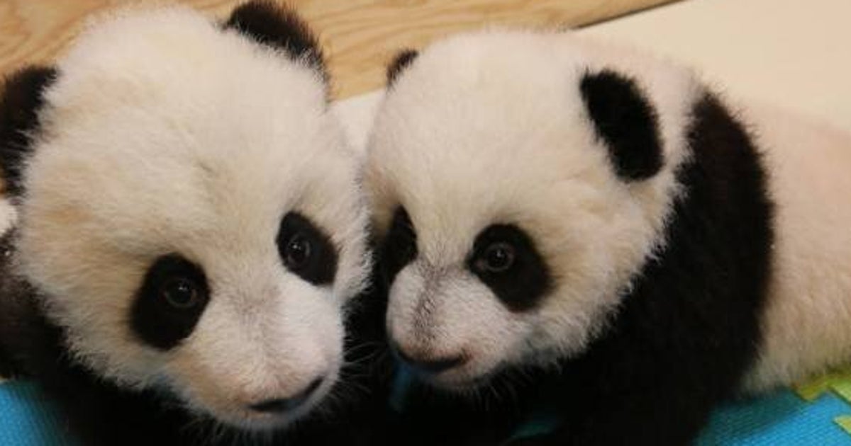 Royal Panda Self Exclusion Royal Panda Self Exclusion