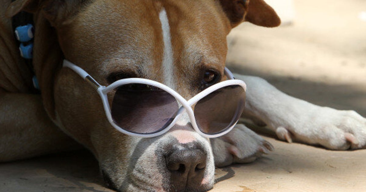 Image showcasing Keeping Your Dog Cool On Hot Summer Days | HuffPost Life