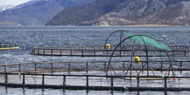 Norwegian fish farm for salmon growing in open sea water