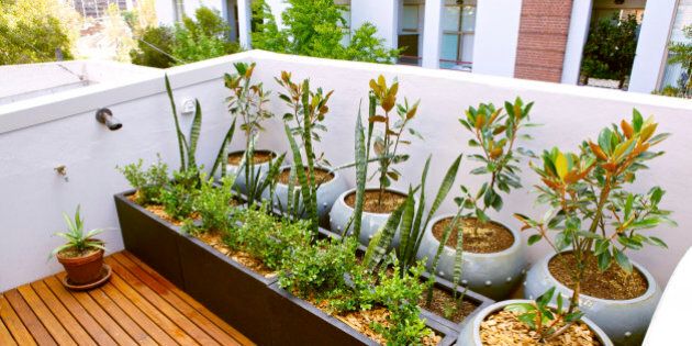 Urban roof terrace with plants.