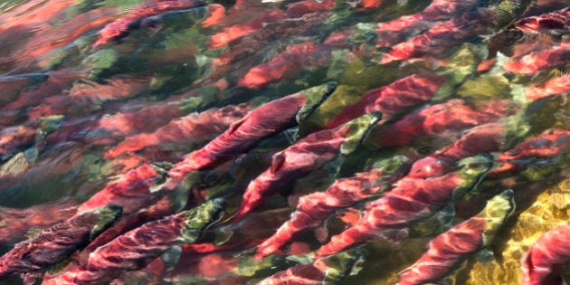 Sockeye salmon also known as red salmon, migrating upstream to go spawn (Oncorthynchus nerka)Adams River, British Columbia, Canada