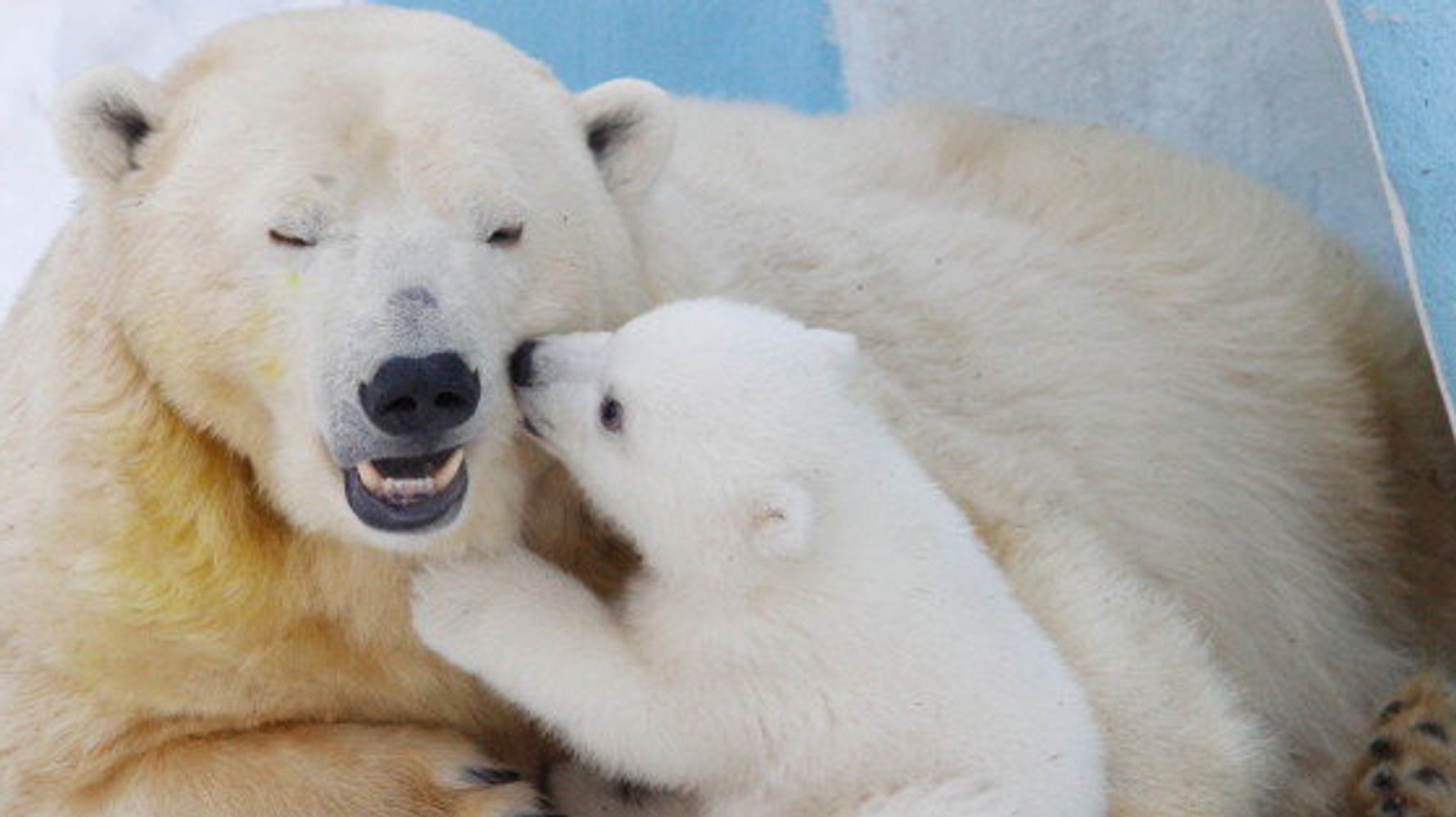 6 Statistics That Highlight The Threat Facing Polar Bears | HuffPost ...