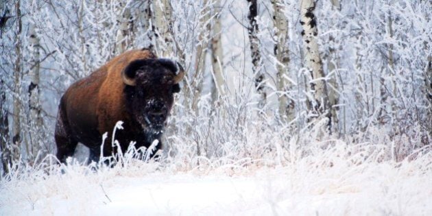 Bison in the snow, Elk Island National Park, Alberta, Canada