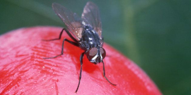 house fly: musca domestica on plum
