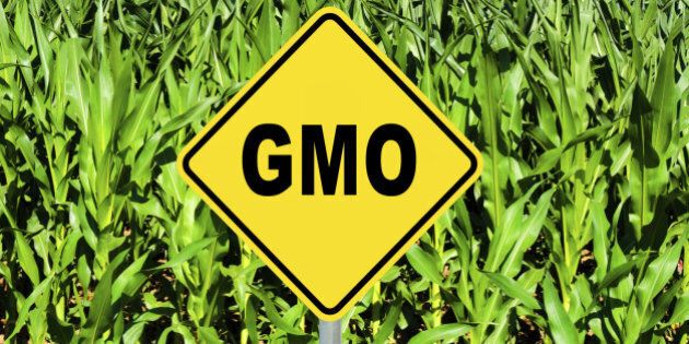 GMO yellow sign with the corn crop in the background