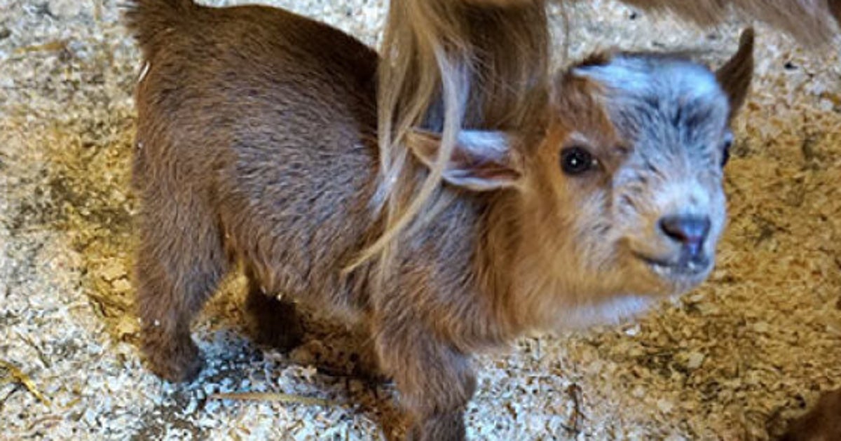 Nigerian Dwarf Goat Born At New England Zoo HuffPost Life