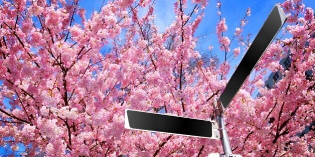 Pink Cherry Blossoms Behind Blank Street Signs