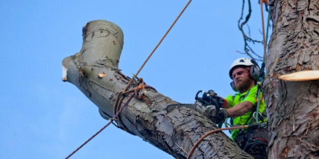 A tree surgeon saws through a roped bough using the tree felling process known as sectional dismantling, or section felling. By this process the tree is felled one piece at a time after the smaller branches have been cut away. Here a bough rope and rigged will be gently lowered to the ground once the cut is complete. This felling technique involves using ropes and spikes for the surgeon to climb the tree and is ideal for trees that are dead, dangerous, storm damaged, overhanging buildings & property or trees which have difficult access and or are growing in a confined space.